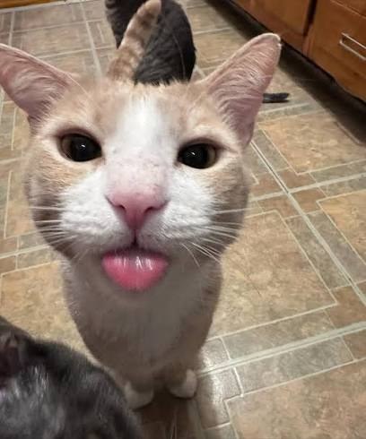 A cat sticking its tongue out